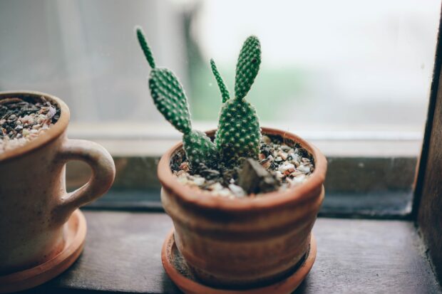 Cactus à l'intérieur d'un fourgon